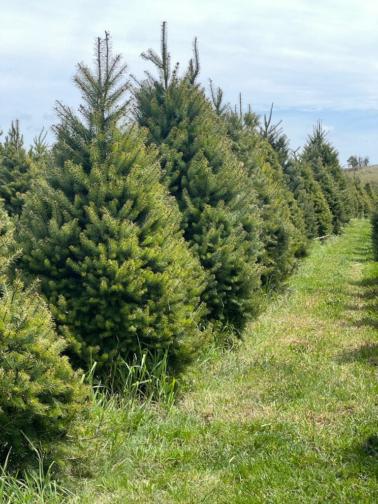 Pre-order: 7ft Real Cut Douglas Fir Christmas Tree (~210cm)