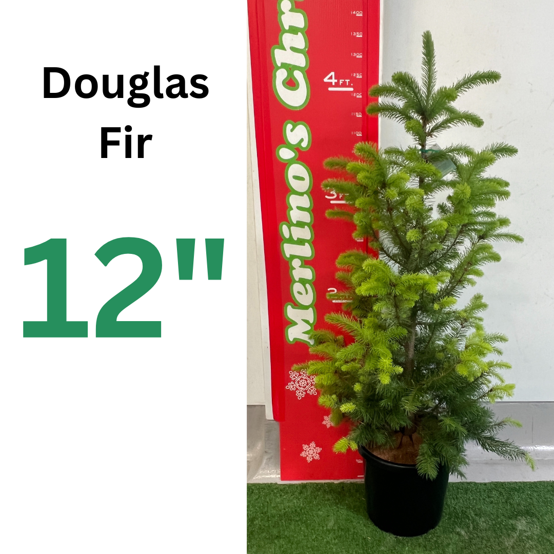 12" 300mm Douglas fir potted Christmas tree