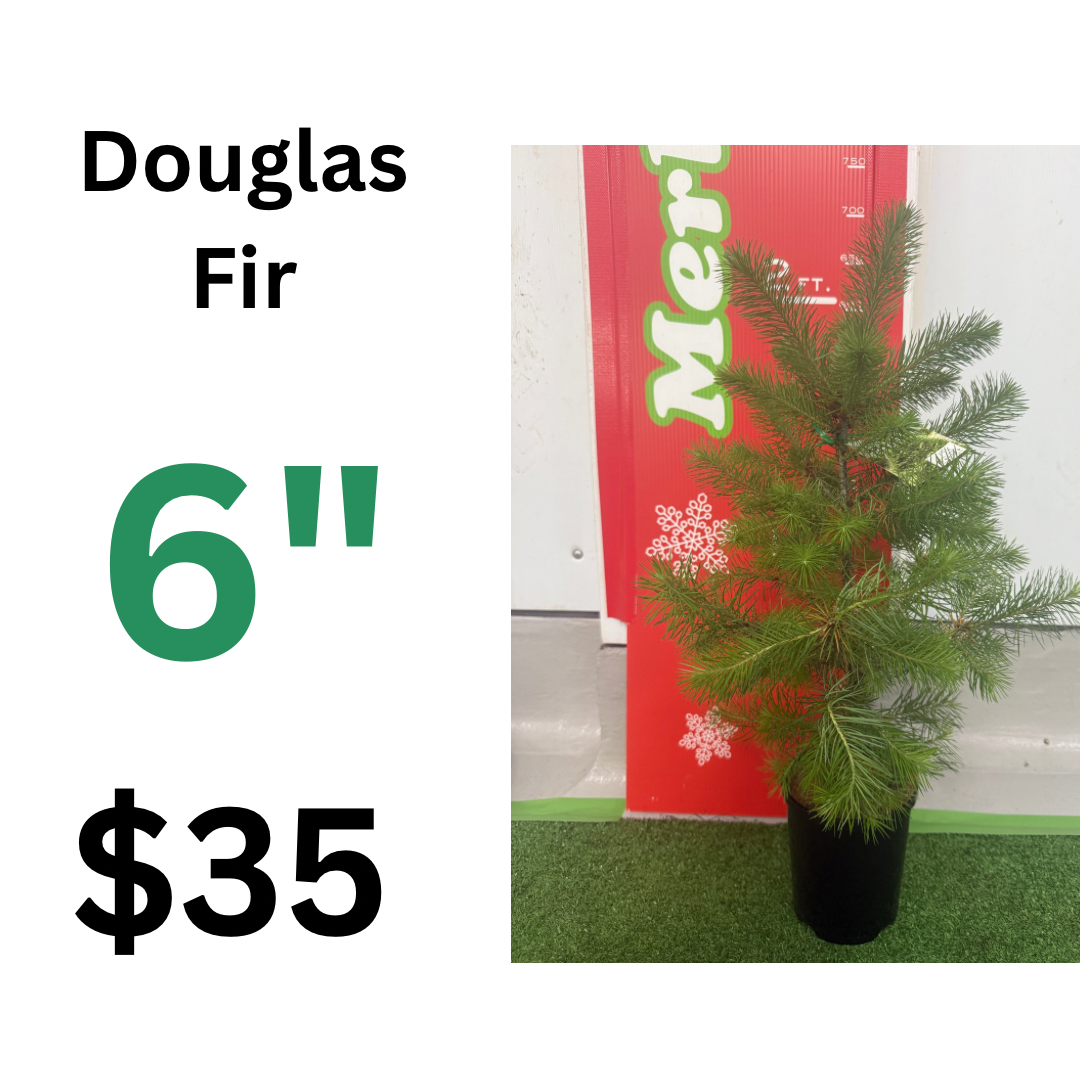 6" 140mm Douglas fir potted Christmas tree (Copy)