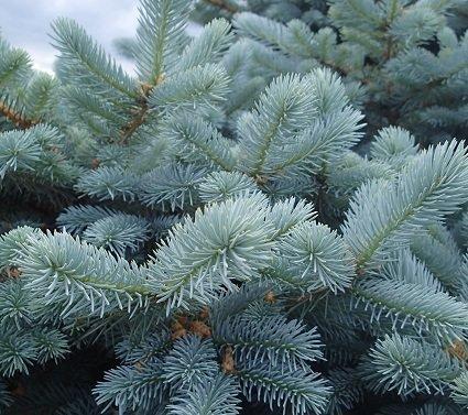 13" Blue spruce potted Christmas tree