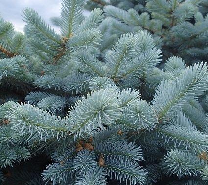 17" 430mm Blue spruce potted Christmas tree