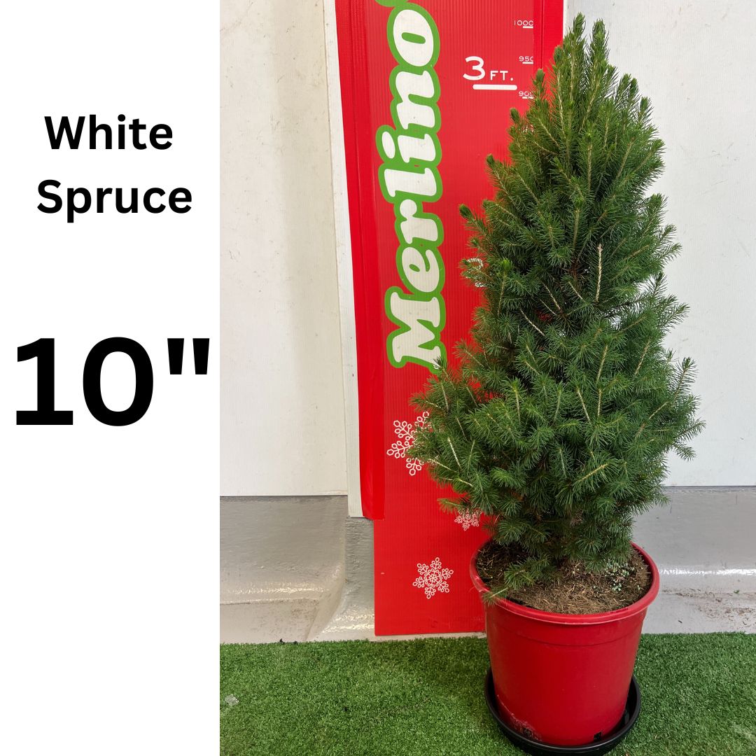 10 White Spruce Potted Christmas Tree Merlino s Christmas Trees 10-white-spruce-potted-christmas-tree-merlino-s-christmas-trees