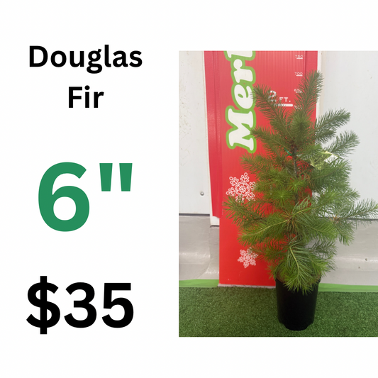 6" 140mm Douglas fir potted Christmas tree (Copy)