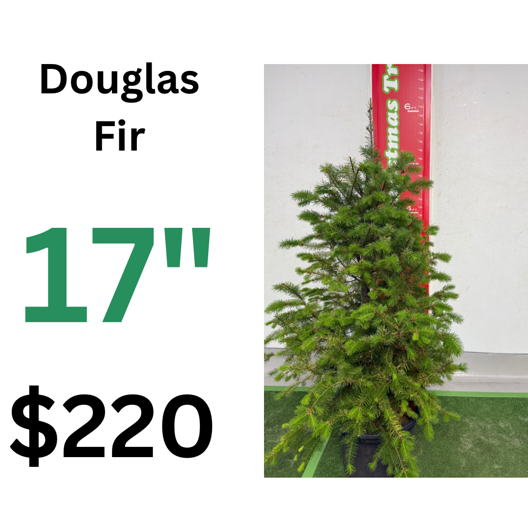 17" 430mm Douglas fir potted Christmas tree