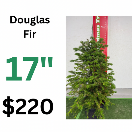 17" 430mm Douglas fir potted Christmas tree