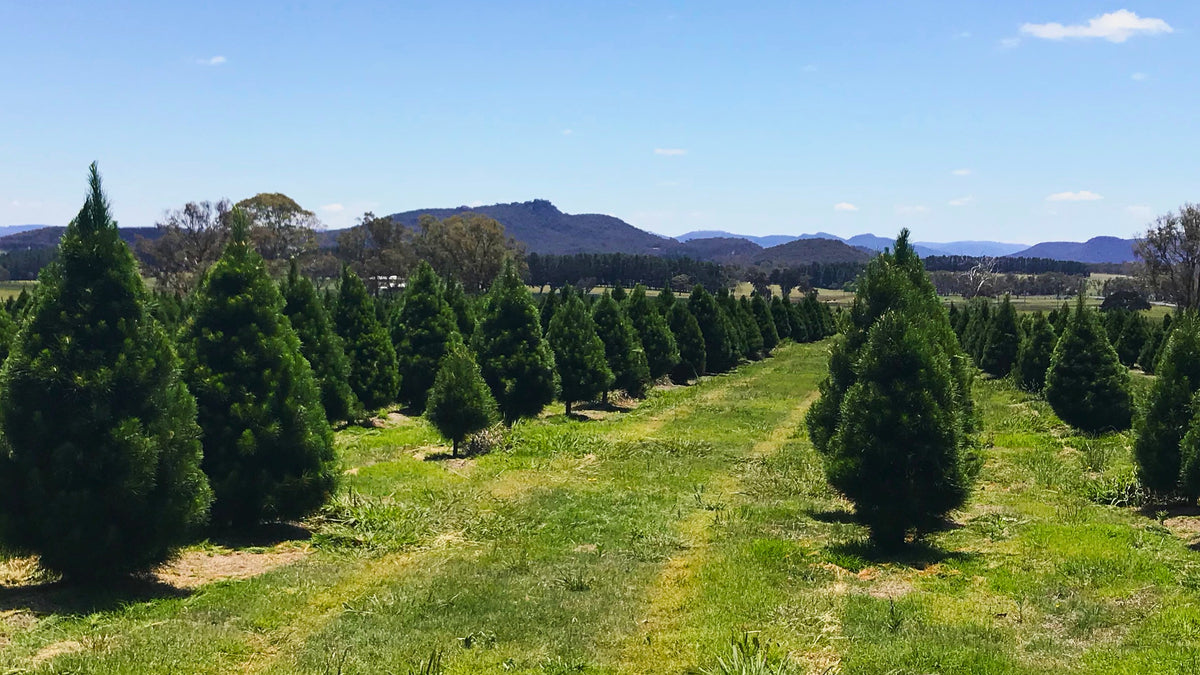 Merlino's real Christmas tree farm