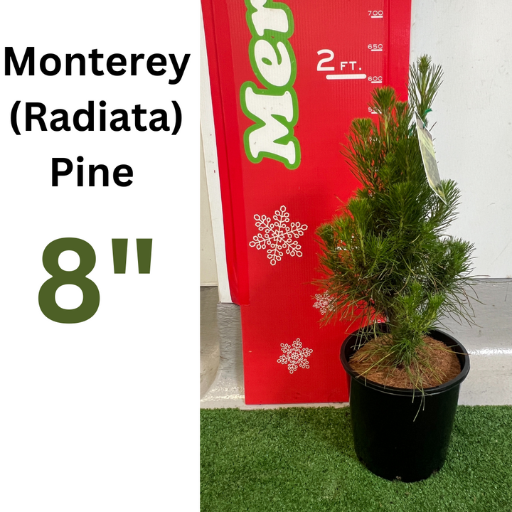 Monterey Pine Potted Christmas Trees – Merlino's Christmas Trees