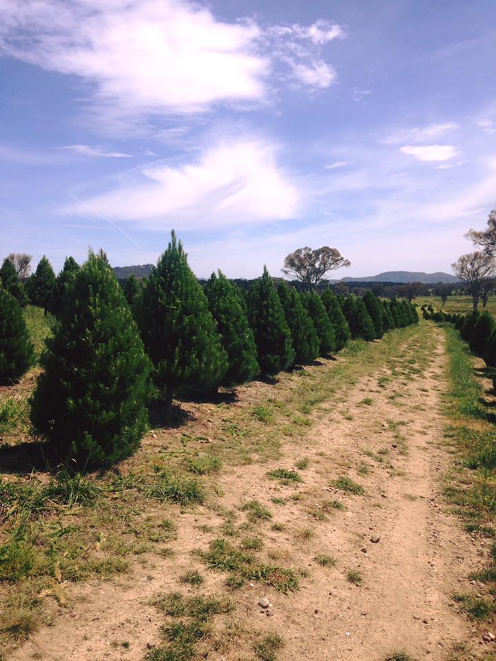 Real Christmas Trees in Sydney Merlino's Christmas Trees