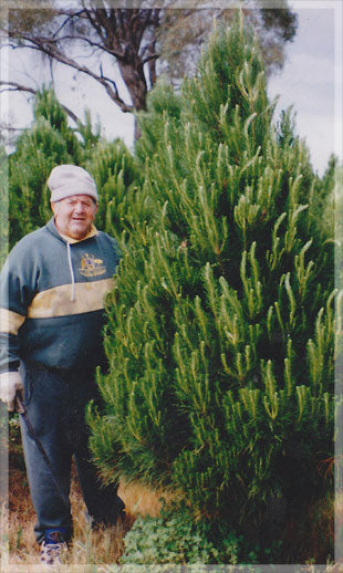 Our grandfather, John Merlino, proudly standing in front of a real 8ft cut Christmas tree.