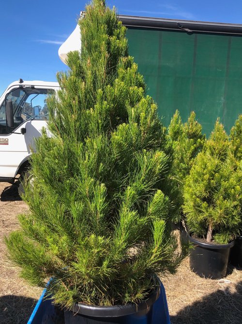 12" Monterey pine potted Christmas tree