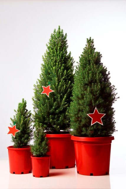 17" White Spruce potted Christmas tree - Super Star